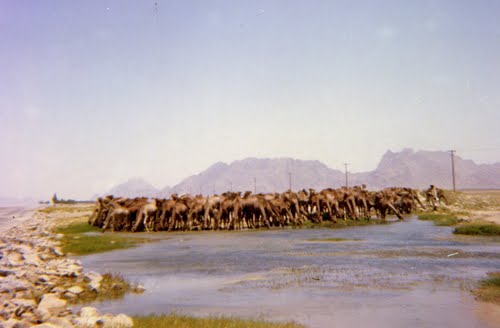 Dromedars drinking, near Kandahar, 1969