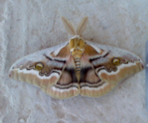 AFGHANISTAN - NIGHT BUTTERFLY
