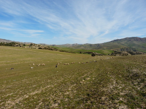 Payasage pastoral , Berouaguia